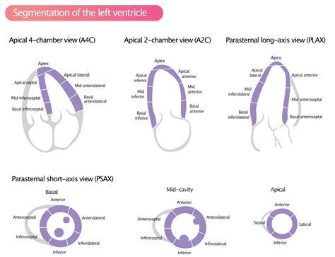 lv segments